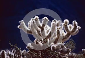 Cholla cactus Garden  in Joshua tree National Park