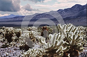 Cholla cactus Garden in Joshua tree National Park