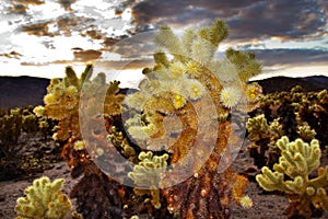 Cholla Cactus Garden Joshua Tree National Park