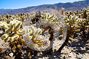 Cholla Cactus Garden Joshua in Tree national park