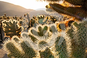 Cholla Cactus Garden in Joshua Tree National Park 3