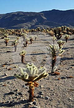 Cholla Cactus Garden, Joshua Tree National Park