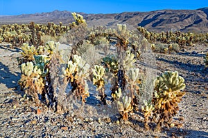 Cholla Cactus Garden in the Joshua tree national park in the Mojave desert