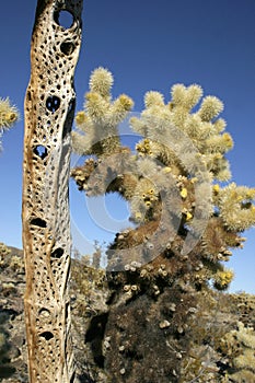 The stalk of a dead cactus, Cholla Cacti In The Ajo Mountains, Organ Pipe Cactus National Monumenta photo