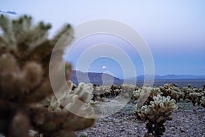 Cholla Cactus Garden in Joshua Tree National Park, at sunset, as the supermoon rises above the mountains
