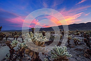 Cholla Cactus Garden in Joshua Tree National Park at sunset