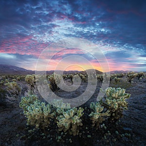 Cholla Cactus Garden in Joshua Tree National Park at sunset. In this national park the Mojave desert, California, USA