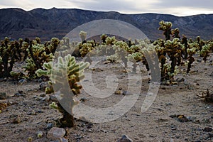 Cholla Cactus Garden, Joshua Tree National Park, USA