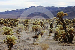 Cholla Cactus Garden, Joshua Tree National Park, USA