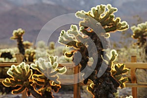 Cholla Cactus Garden, Joshua Tree National Park, USA