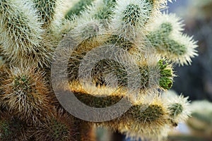 Cholla Cactus Garden, Joshua Tree National Park, USA