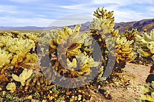 Cholla Cactus Garden near Joshua Tree National Park, California, USA.