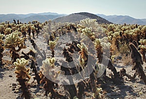 The Cholla Cactus Garden on a Sunny, Summer Afternoon at Joshua Tree National Park, California