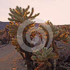 Cholla Cactus Garden at sunset in Joshua Tree National Park, California USA.