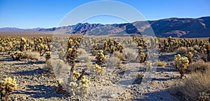 Cholla Cactus Garden Sunset Mojave Desert Joshua Tree