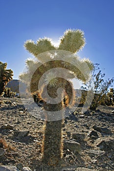 Cholla Cactus Garden Sunset Mojave Desert Joshua Tree