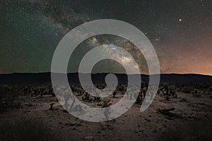 Cholla Cactus Garden under the Milky Way Galaxy