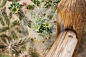 Cholla Cactus Growing In Desert