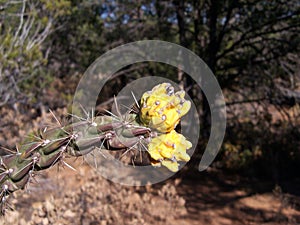 This cholla cactus has lots of spines and yellow fruit.