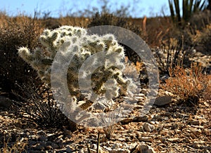 Cholla Cactus at Joshua Tree National Park