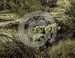 Cholla Cactus At Joshua Tree National Park, California