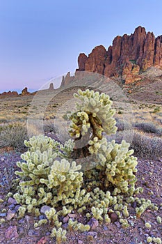 Cholla cactus in Lost Dutchman area of Arizona