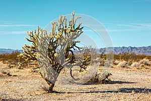 Cholla cactus in Mojave Desert , California, United States