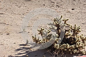 Cholla Cactus near El Golfo de Santa Clara, Sonora, Mexico photo