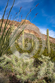 Cholla cactus, ocotillo plants and saguaro cactus grow together along Ajo Mountain Drive in Arizona in Organ Pipe National photo