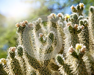 Cholla Cactus Plant in Arizona at Sunrise