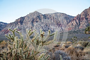 Cholla Cactus at Red Rock Canyon Conservation Area in Nevada