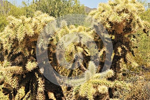 Cholla cactus, Sonora Desert, Mid Spring