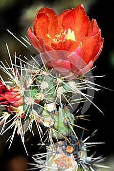 Cholla cactus, Sonora Desert, Mid Spring in blossom photo