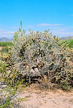 Cholla cactus, Sonora Desert, Mid Spring