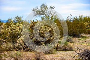Cholla cactus, Sonora Desert, Mid Spring photo