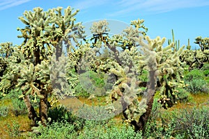 Cholla cactus, Sonora Desert, Mid Spring photo