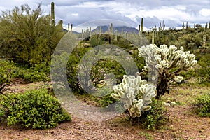 Cholla cactus, Sonoran Desert, Arizona. Saguaro cactus, hill in clouds in background.