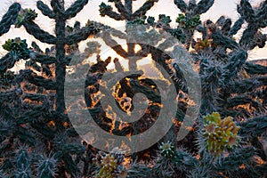 Cholla cactus at sunrise in Santa Fe County, New Mexico