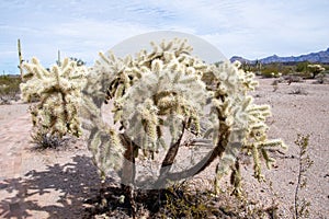 Cholla Cactus in the Winter