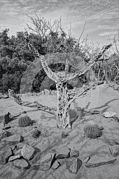 Cholla Cactus Wood in the Desert Scrub Outside of Cabo San Lucas, Mexico