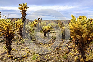 Cholla cactuses, or Jumping Cholla, in the Cholla Cactus Garden area, Joshua Tree National Park. American desert landscape.