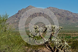 Cholla, Desert and Mountain