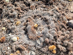 Cholla droppings