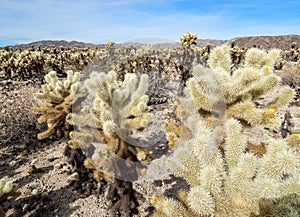 Cholla Garden