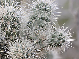 Cholla int he desert
