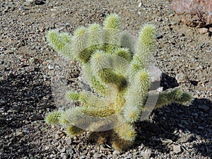Cholla Jumping Cactus, Cylindropuntia fulgida, the jumping cholla, also known as the hanging chain cholla, is a cholla cactus nati