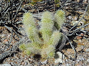 Cholla Jumping Cactus, Cylindropuntia fulgida, the jumping cholla, also known as the hanging chain cholla, is a cholla cactus nati