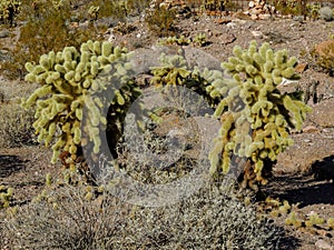 Cholla Jumping Cactus, Cylindropuntia fulgida, the jumping cholla, also known as the hanging chain cholla, is a cholla cactus nati