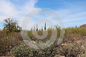 Cholla, Prickly Pear and Saguaro Cacti, Palo Verde bushes and scrub brush in the Arizona desert