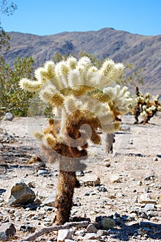 Cholla Tree